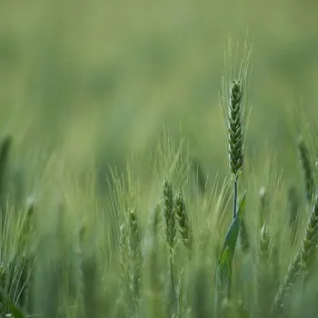 Agrototal Tarım Ürünleri