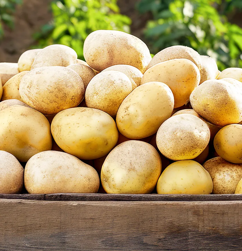 AGROINDUSTRAS PEIMBERT SA DE CV: Alimentaria Endüstri Çözümleri